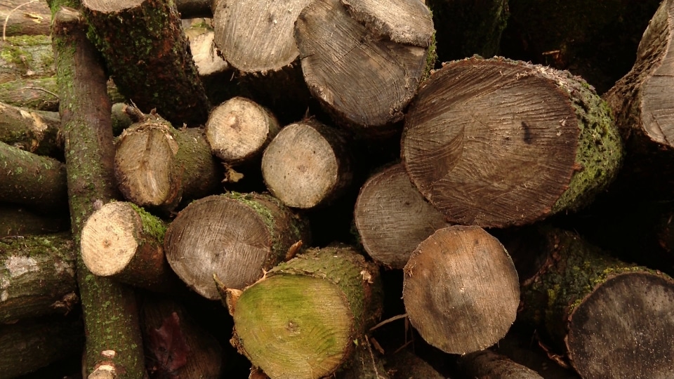 Folyamatosan zajlik a tűzifa oszt&aacute;sa
