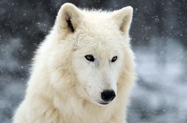 Lavinát, a vadaskerti alaszkai fehér farkast nem zavarja a hideg.